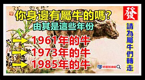 1973 屬牛|1973屬牛一生命運如何 整體運程比較順利